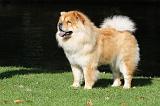 CHOW CHOW 368